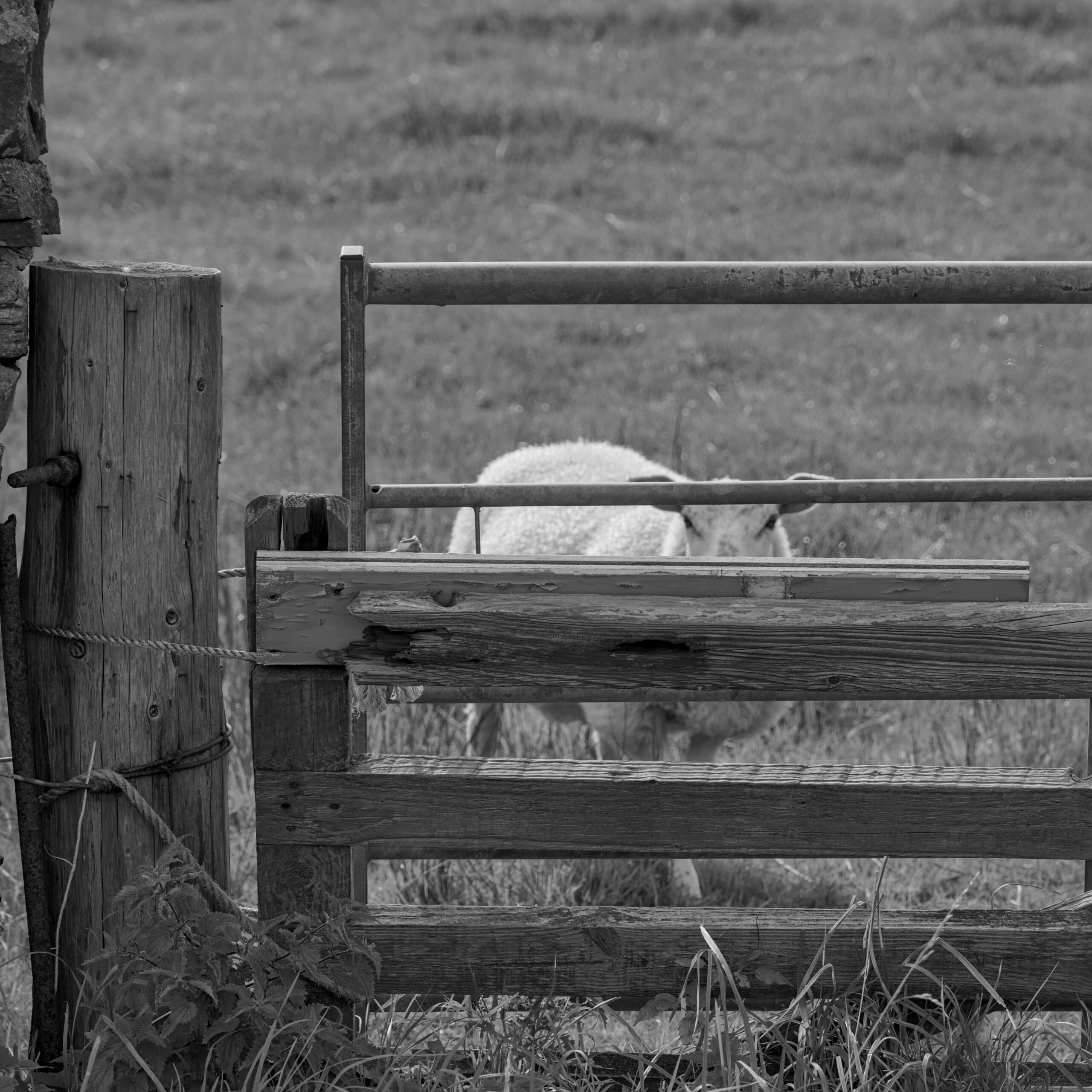 A sheep peers through a gate