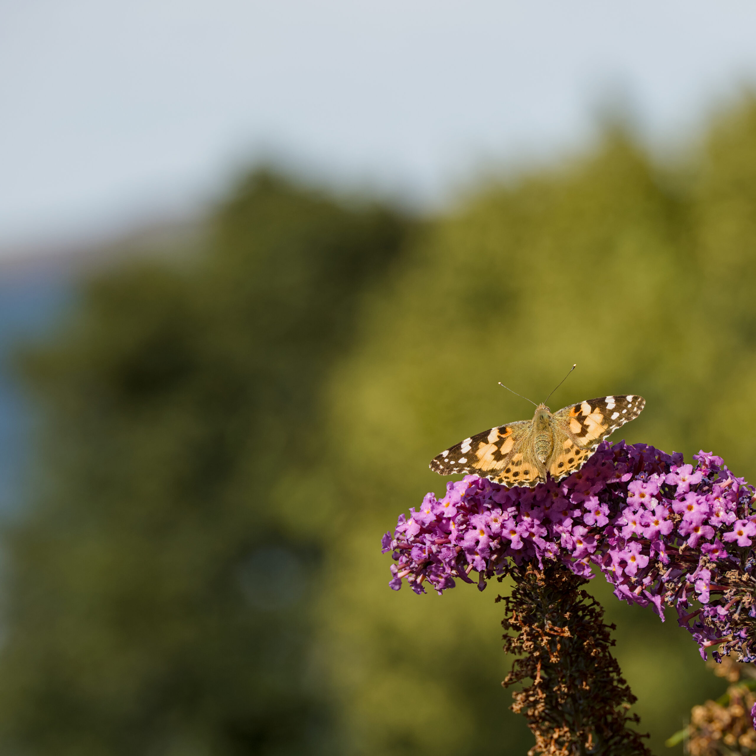 A butterfly rests on a butterfly bush.